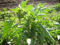 PLANTA DEL PIMIENTO ITALIANO